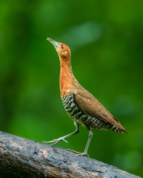 Graceful Stance In The Green | Bird Photography Print
