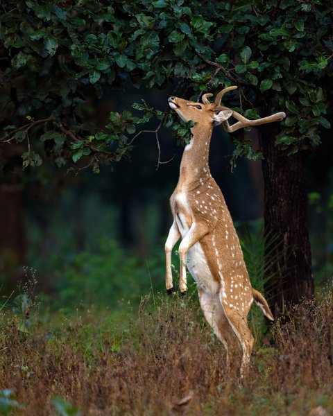Deer Reaching Leaves | Wildlife Photography Print