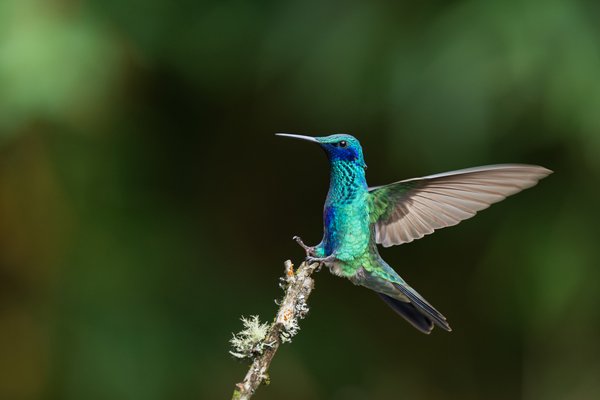 Indigo And Emerald