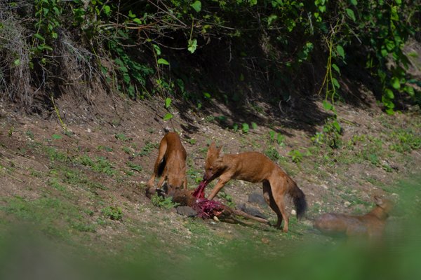 Life Death & The Wild | Wildlife Photography