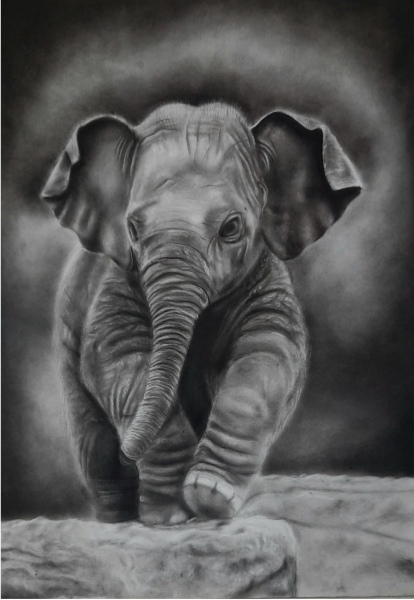Dumbo's First Steps | Elephant Charcoal Painting