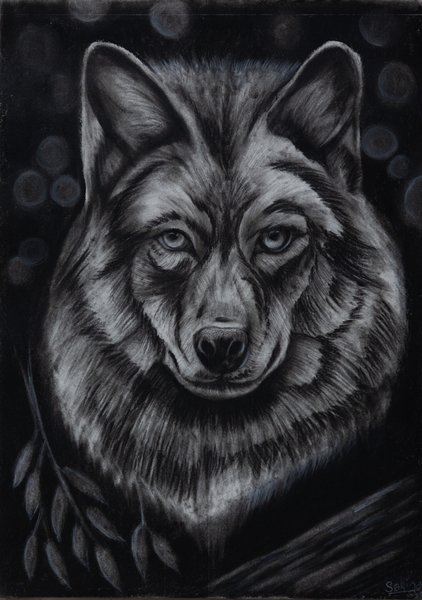 Forbidden Wolf | Charcoal Wildlife Portrait