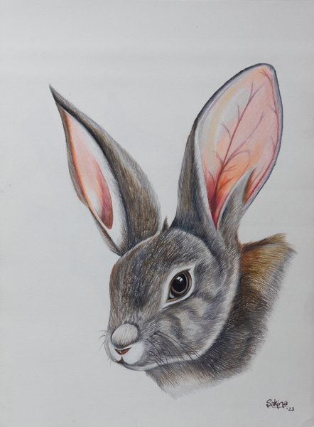 The Lost Hare | Realistic Wildlife Portrait