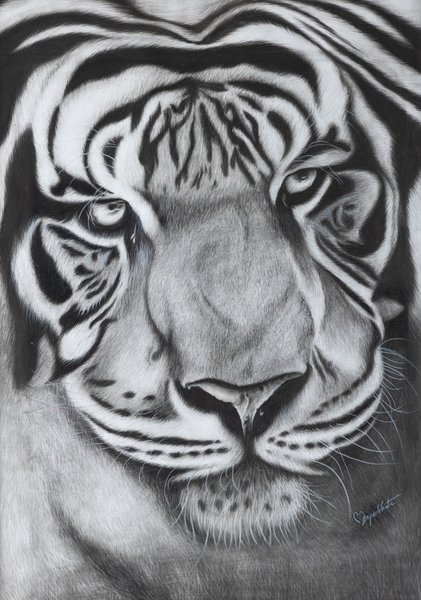 Eyes of the Wild | Charcoal Tiger Portrait