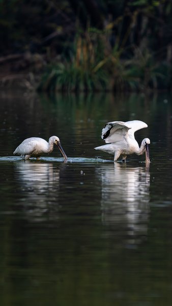Grace In The Shallows | Bird Photography