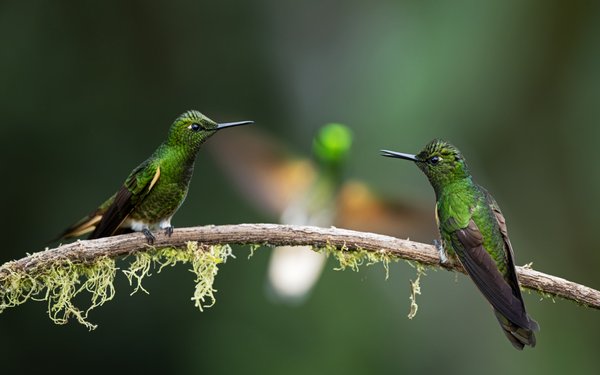 Colombian Standoff