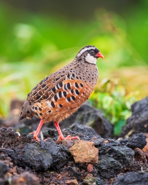 Speckled Quail On Rocky Ground | Bird Photography
