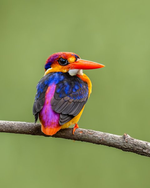 A Burst Of Tropical Colour | Bird Photography Print