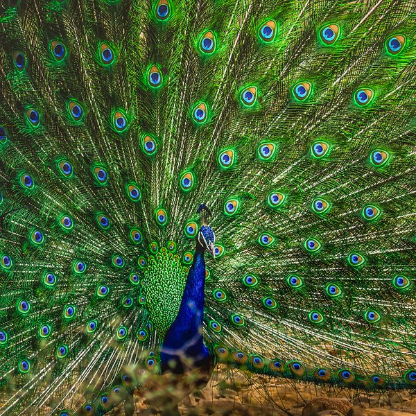 Crown Of Colors | Bird Home Decor