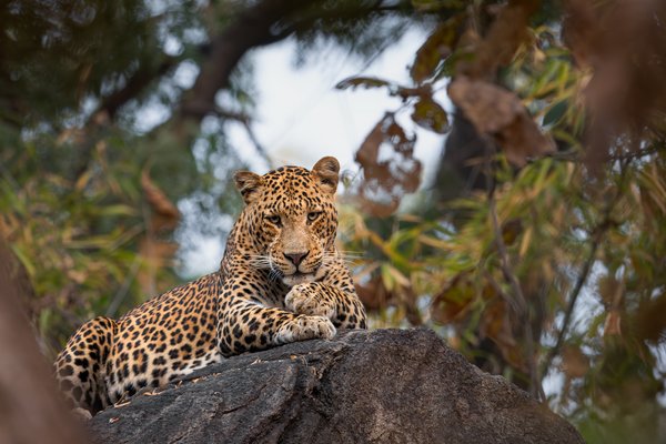 Leopard On Rock | Wildlife Fine Photography