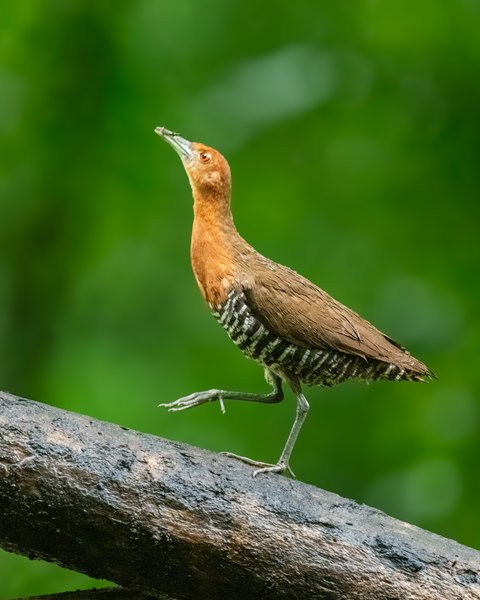 Graceful Stance In The Green | Bird Photography