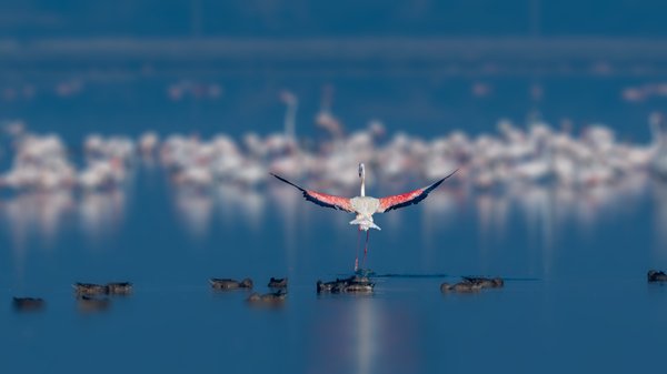 Touchdown At Sambhar | Bird Photography
