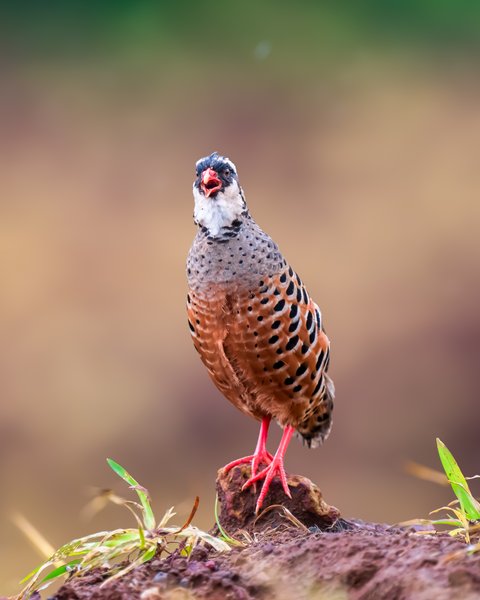 Spotted Partridge On A Rocky Perch | Bird Photography Print