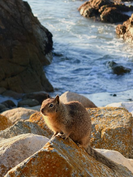 Squirrel On Coastal Rocks | Wildlife Photography Print