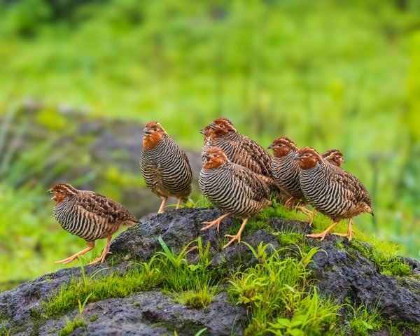 Gathering On The Mossy Rock | Bird Photography