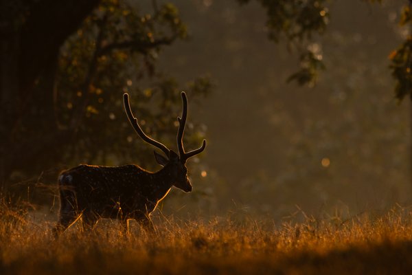 Misty Forest Stag | Wildlife Photography Print