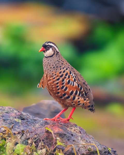 Spotted Partridge On The Rocks | Bird Home Decor
