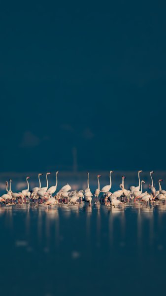 Whispers Of The Salt Lake | Bird Home Decor