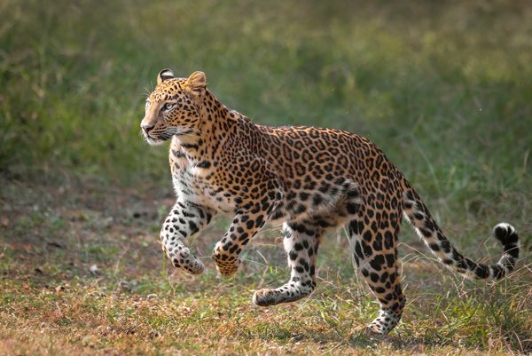 Leopard In Motion