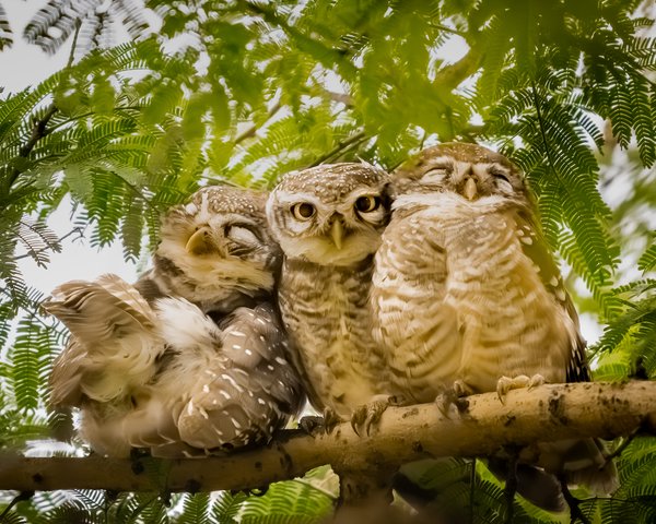 The Watchers Above | Bird Home Decor