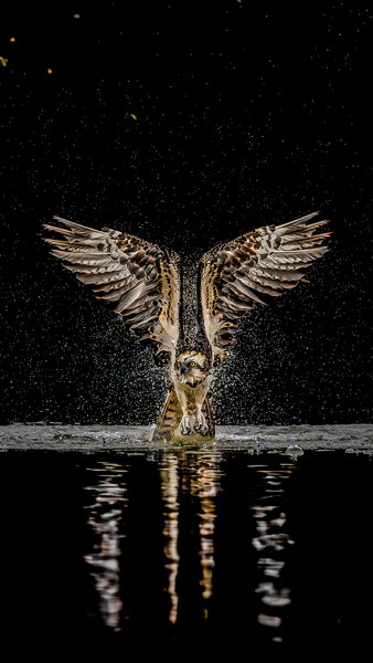 Symmetry Of The Hunter | Bird Home Decor