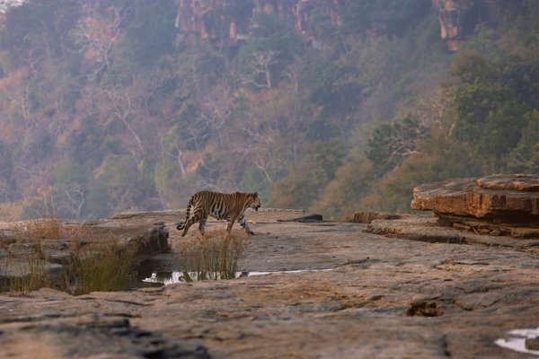 Tiger on Rocky Cliff