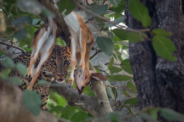The Hidden Hunt | Wildlife Photography