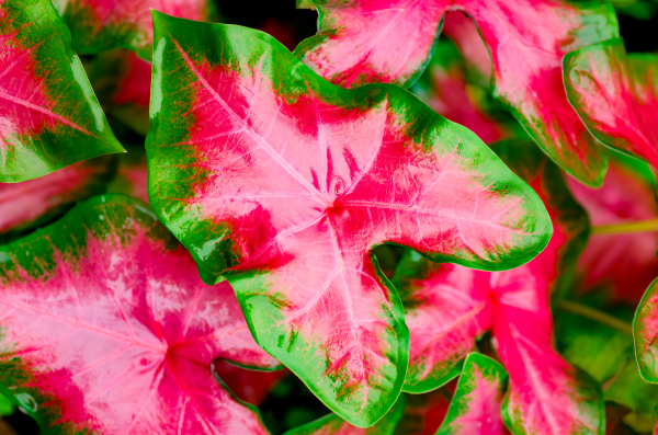Colorscape