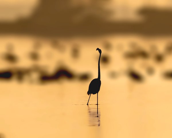 Gold Sunset Flamingo | Bird Wall Decor