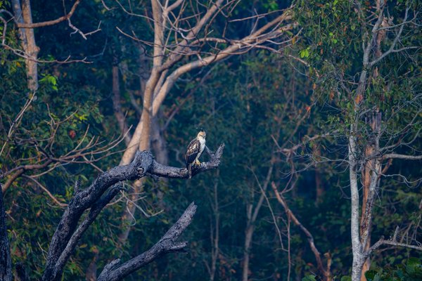 The King Of The Canopy | Wildlife Photography