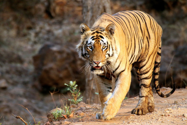Matkasur Tadoba