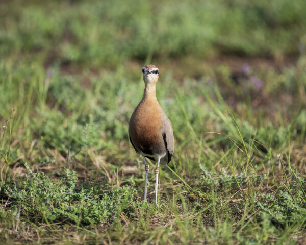 Indian Courser