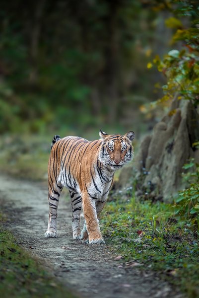 The Gorgeous Scissor | Wildlife Photography