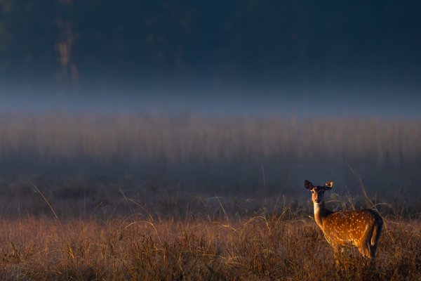 Misty Meadow Spotted Deer