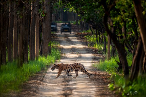 Passing Through Her Kingdom | Wildlife Photography Print