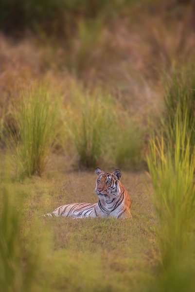 Golden Hour Wild Heart | Wildlife Photography Print