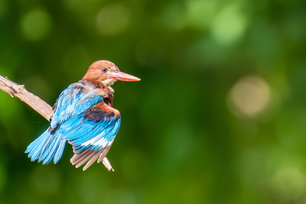 Wings Of Color