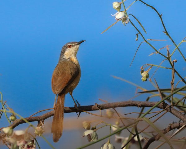 Branch Melody | Bird Nature Photography