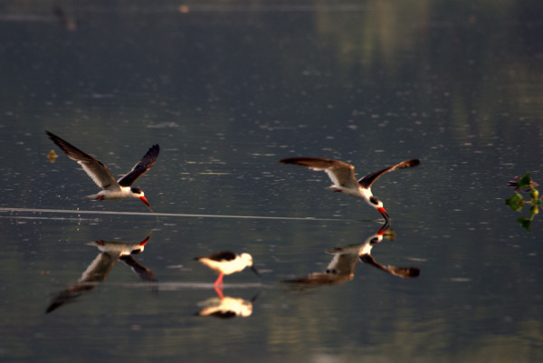 Pair Of Indian Skimmers