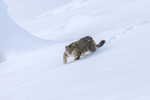 Ghost In Snow | Snow Leopard Photograph
