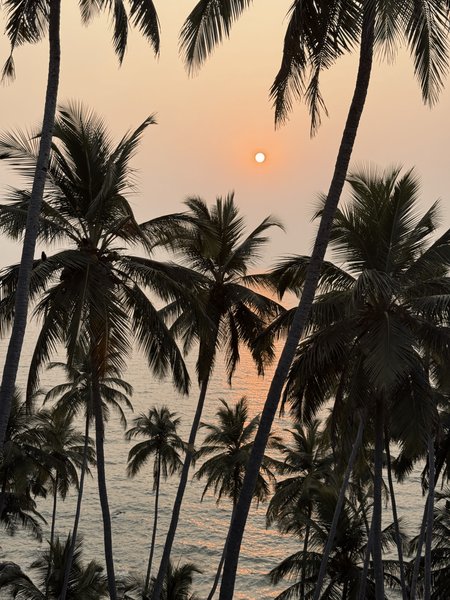 Palm Silhouettes by the Sea