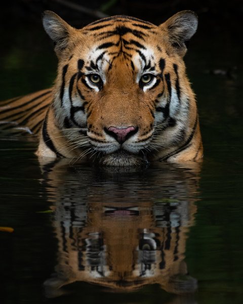 Tiger Reflection in Water