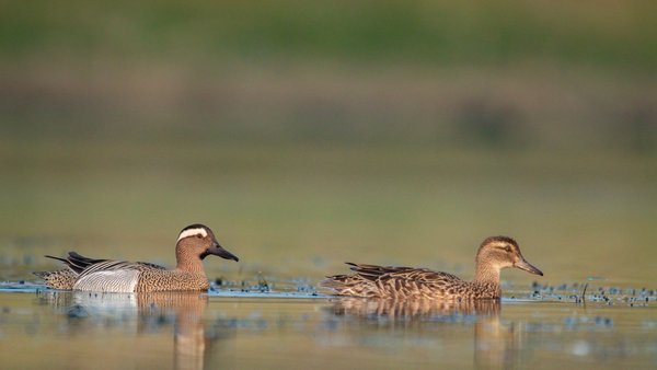 Twin Passage | Aquatic Bird Photography