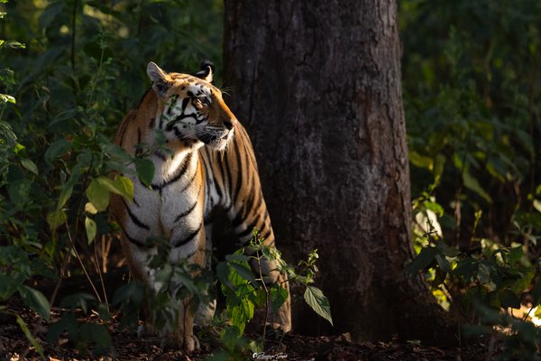 Bengal Tiger Beside A Woodland Tree | Wildlife Wall Art