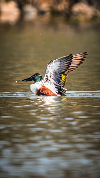 Mallard Splashing On Water | Bird Photography Print