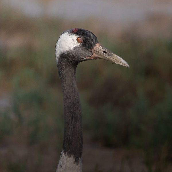 Regal Profile | Wildlife Photography
