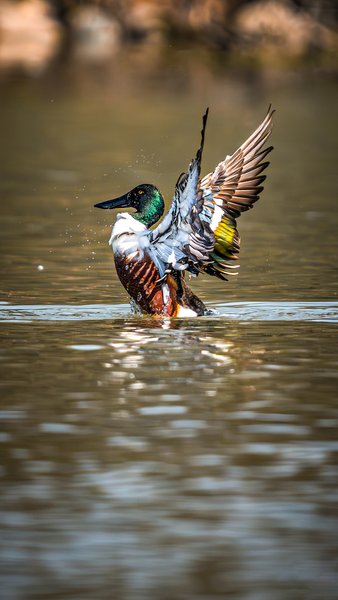 Mallard Rising From Water | Wildlife Wall Art Print