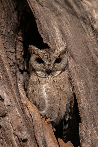 Master Of Camouflage | Wildlife Photography Print