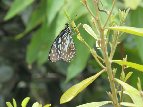Dainty Butterfly