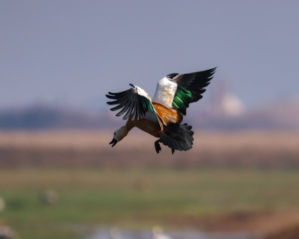Emerald Ascent | Bird Home Decor
